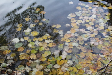 autumn leaves on the water