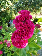 FLOR DE CRESTA DE GALLO,  CELOSIA CRISTATA