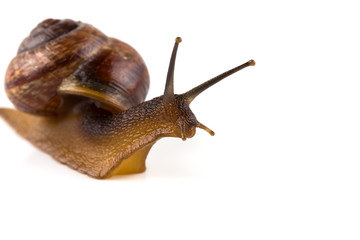 Garden snail ,isolated on white