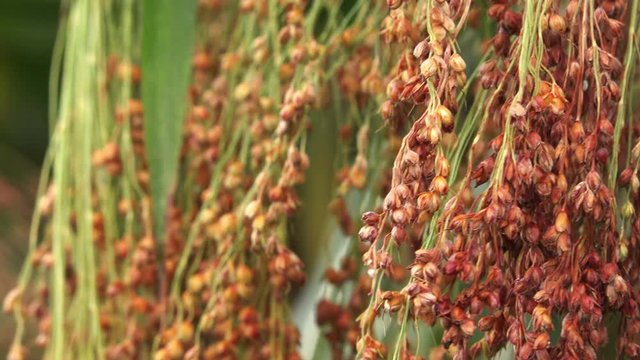 Cultivated proso millet in agricultural field