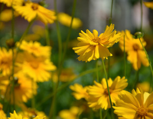 yellow flowers