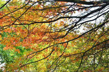 Gałęzie drzewa na tle zielonych, żółtych i brązowych jesiennych liści drzewa.