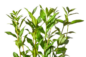 A privet twigs with leaves on a white background. 