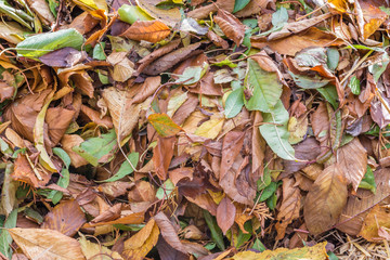 Laubhaufen als herbstlicher Hintergrund oder Textur