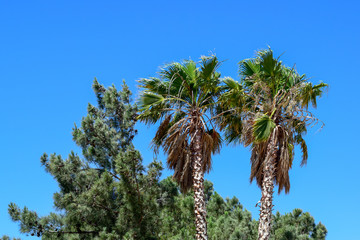 Fototapeta na wymiar Palm Trees and Blue Skies