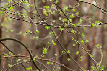 Young leaves