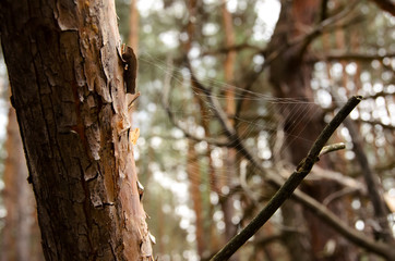 Cobweb in the forest