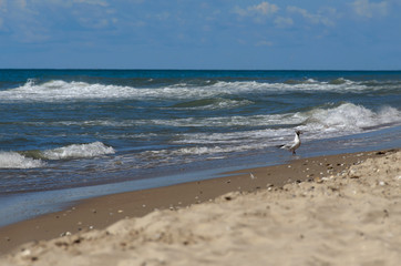 Seagull on the beach