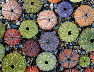 Fototapeta na wymiar sea urchin shells collection as a natural background