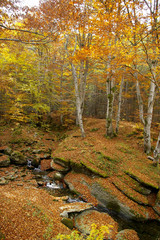 Autumn Forest