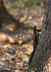 Ein Eichhörnchen an einem Baum