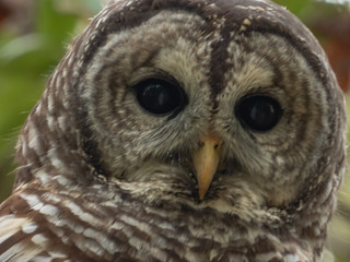 Barred Owl