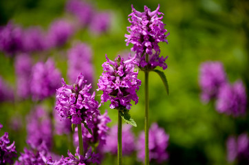 purple flowers in the garden