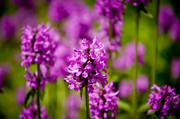 purple flowers