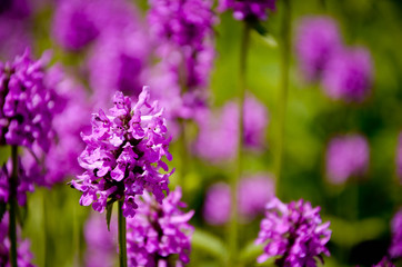 Obraz premium purple flowers in the garden