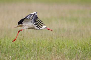 Naklejka premium Bocian biały (Ciconia ciconia) w locie wiosną w rezerwacie przyrody Mönchbruch niedaleko Frankfurtu, Hesja, Niemcy.