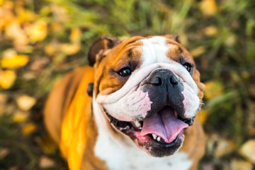 Portrait of English bulldog on a background of autumnal nature.