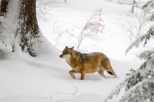 Wolf (Canis lupus) im Winter im Tier-Freigel&auml;nde im Nationalpark Bayrischer Wald, Deutschland.