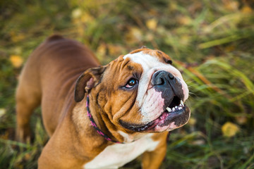 Portrait of English bulldog on a background of autumnal nature.