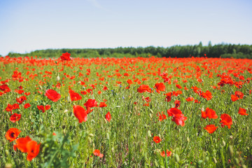 Summer field full of red poppy flowers in the grass. Sunny day nature. Green lawn background. Floral wallpaper.