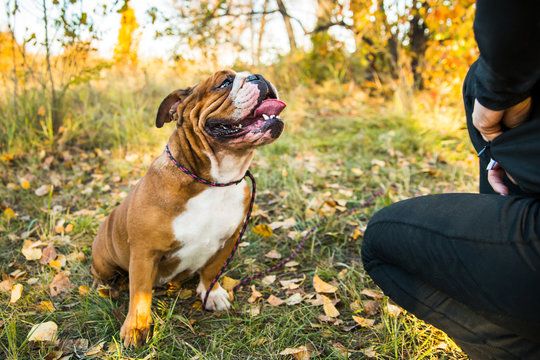 Portrait of English bulldog on a background of autumnal nature.