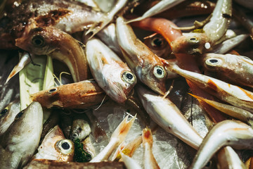 Poissons frais sur l'étal de poissonnier