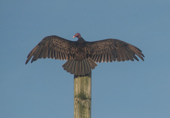 Vulture drying wings in the morning sun