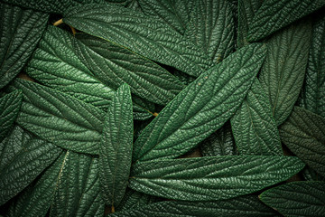 green leaves background