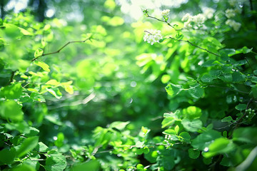 summer park landscape, green trees and walkway in the summer city park