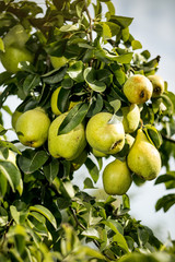 Tasty young healthy organic juicy pears hanging on a branch