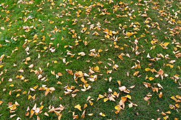 Yellow cottonwood leaves scattered on a green lawn as a background
