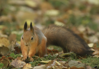Naklejka na ściany i meble squirrel in autumn / autumn portrait of squirrel, yellow park with fallen leaves, concept autumn nature preparation for winter, redhead little beast in the forest