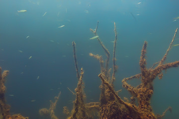 Fototapeta na wymiar mangrove forest underwater photo / flooded trees, unusual underwater landscape, ecosystem nature underwater