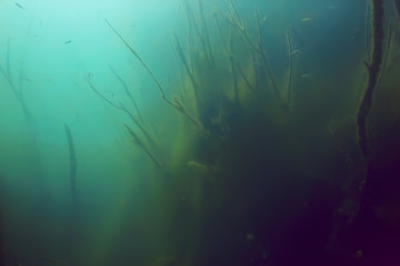 Fototapeta na wymiar trees underwater fresh water / diving underwater photo flooded world, ecosystem underwater landscape