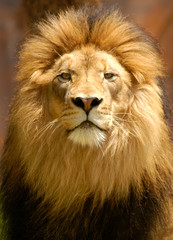 Male lion portrait closeup with intensely watchful eyes.