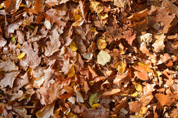 Autumn leaves background
