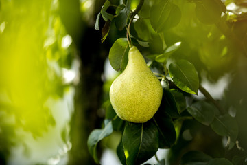 Tasty young healthy organic juicy pears hanging on a branch