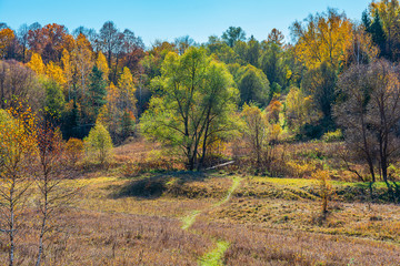 Fototapeta premium autumn in the forest