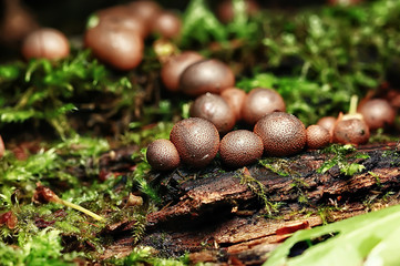 small mushrooms macro / nature forest, strong increase in poisonous mushrooms mold