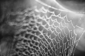 macro picture web / web strands, reflections and water drops on a background of the web