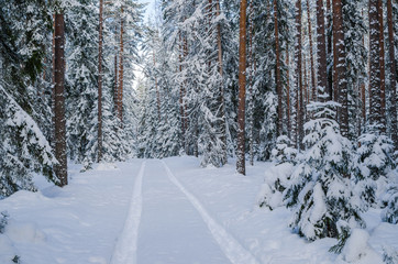 The road through the beautiful coniferous snowy forest