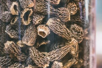 Morilles
