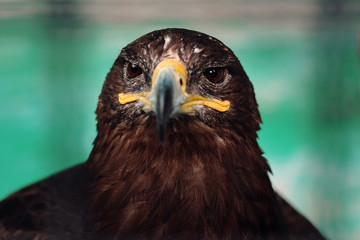 portrait of an eagle