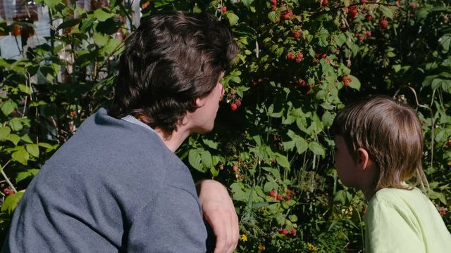 Son and dad eat raspberries, tearing it from the bushes in the country.