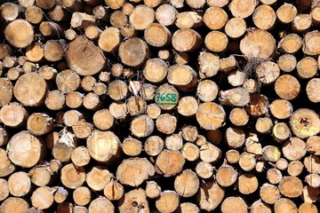 Fototapeta premium Stacked logs in a forest