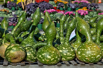 Speckled swan gourd