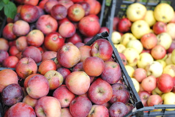 apple harvest