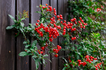 Fototapeta na wymiar Red berries (cotoneaster horizontalis) in the garden.