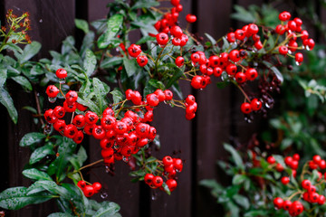Naklejka premium Red berries (cotoneaster horizontalis) in the garden.
