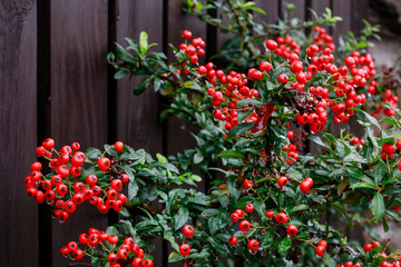 Red berries (cotoneaster horizontalis) in the garden.